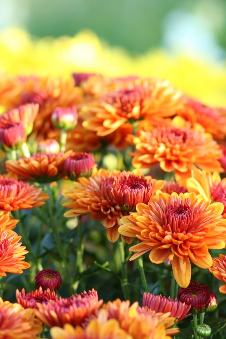 Chrysanthemums Facts, types, grow and maintenance tips