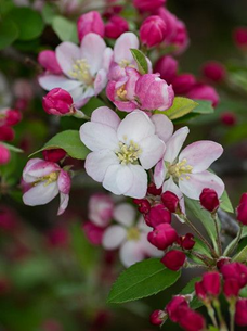 Blossom flowers: What are they, quick facts, types, and uses 8