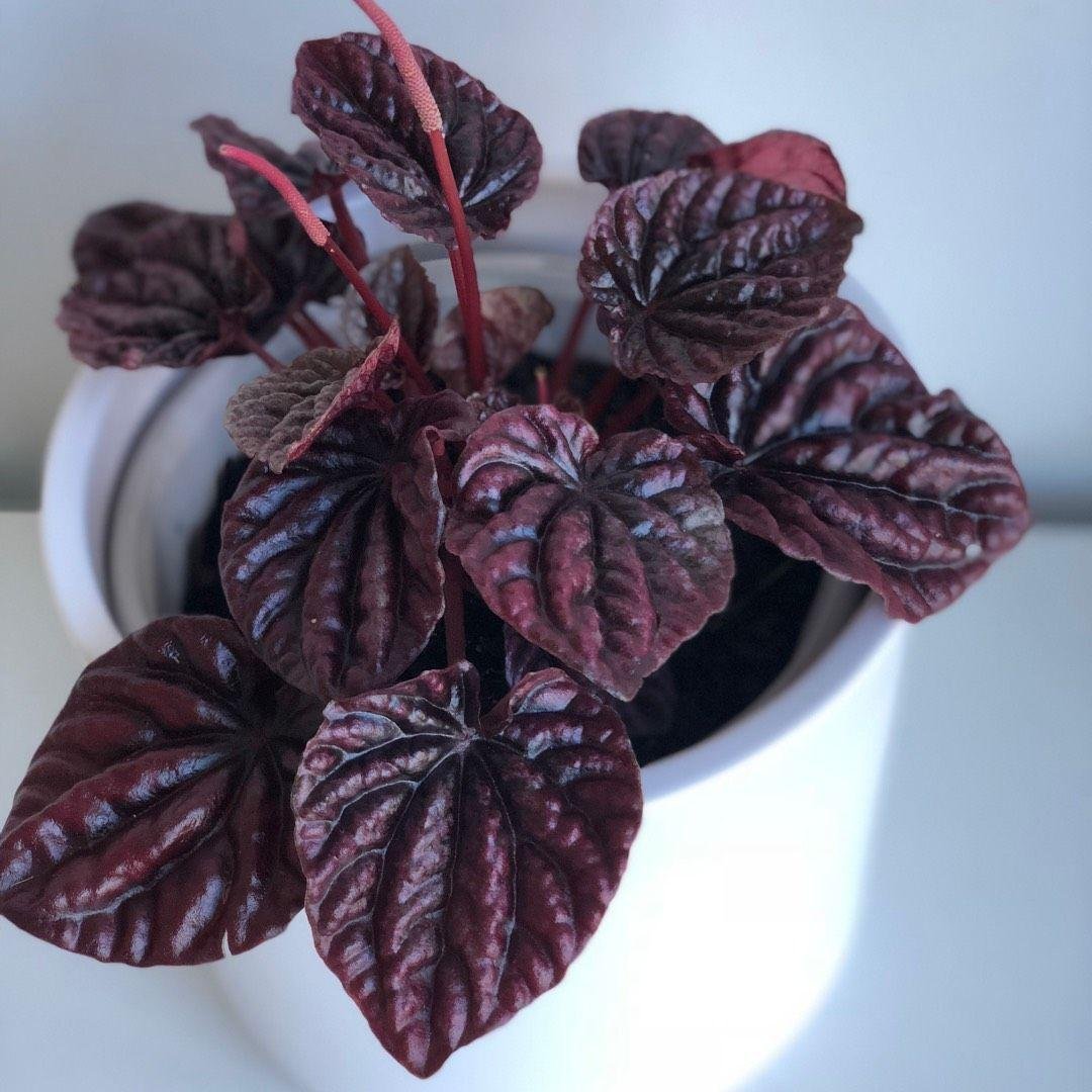Peperomia pellucida: Know why the radiator plant is the minimalist’s choice 5