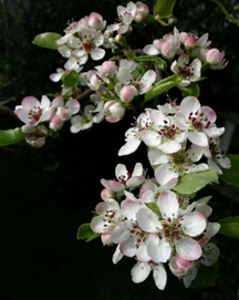 Blossom flowers: What are they, quick facts, types, and uses 6