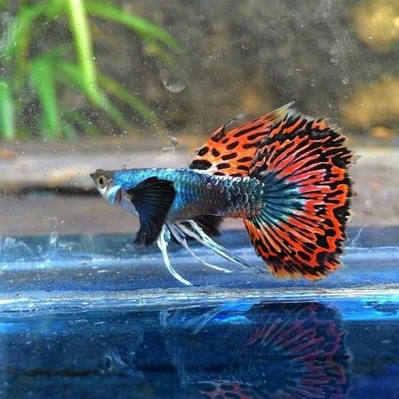 Your guide to the best fish for an aquarium at home 6