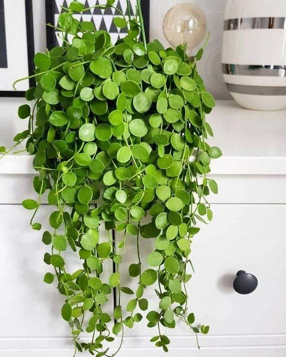 Peperomia pellucida: Know why the radiator plant is the minimalist’s choice 7