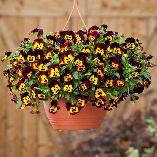 7 Best low maintenance ornamental plants with names 10