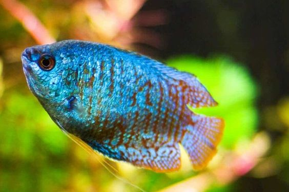 Your guide to the best fish for an aquarium at home 10