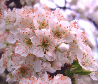 Blossom flowers: What are they, quick facts, types, and uses 5