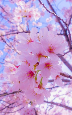 Blossom flowers: What are they, quick facts, types, and uses 3