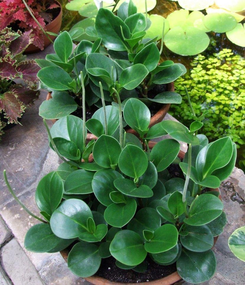 Peperomia pellucida: Know why the radiator plant is the minimalist’s choice 9