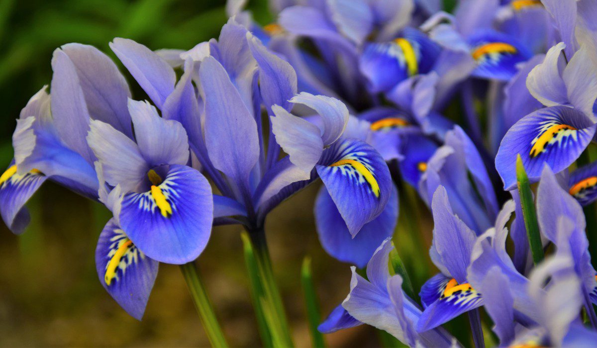 Iris, Description, Species, & Facts