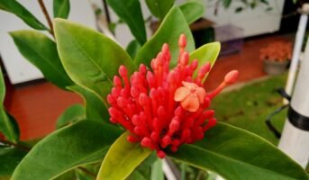 How to grow and care for Ixora Chinensis?