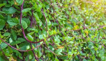 Malabar spinach: Tips to grow and care