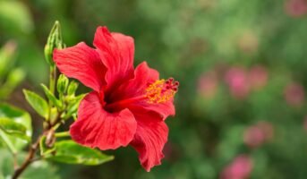 Mandara Flower: Facts, How to Grow, and Maintenance
