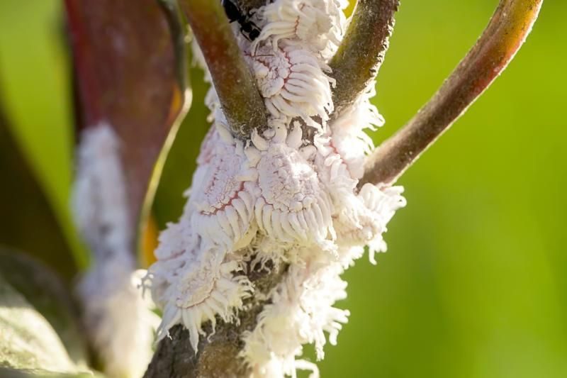 Mealybugs All you Need to Know