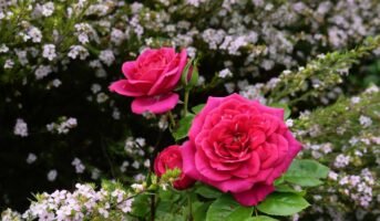 How to grow and care for New Year Rose plants?
