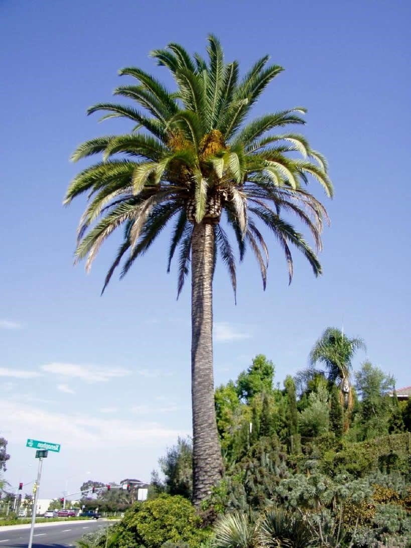 14 Classic Palm Trees