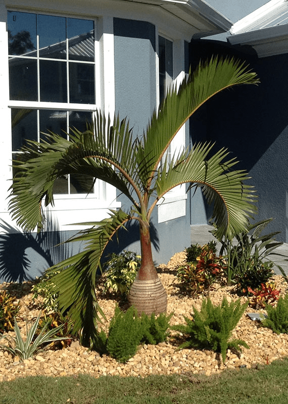 Types Of Palm Trees Everything You Need To Know in 2023