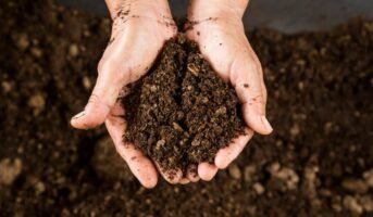 What is peat soil and what does it consist of?