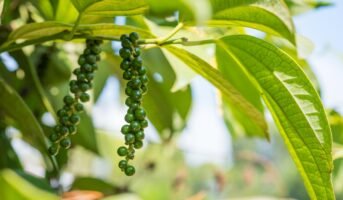 Pepper Plant: Facts, types, growth, care and uses