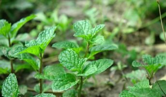 Peppermint Plant: Facts, features, growth and care tips