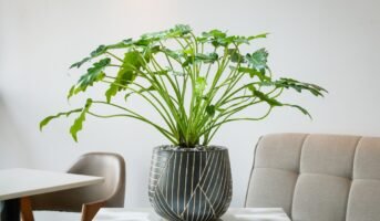 Philodendron Xanadu: Facts and tips to grow and care