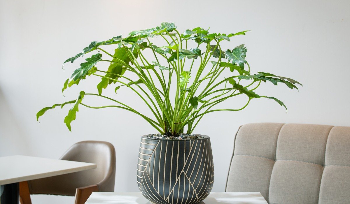 10 best air purifying plants 