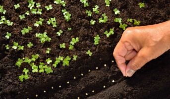 How to Plant a Seed Step by Step: All you Need to Know