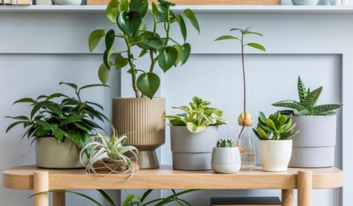 How to Choose a Container for Your Houseplant