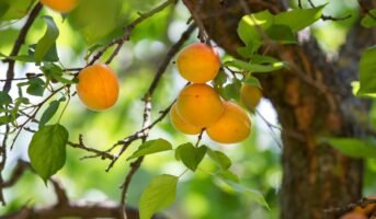 Prunus Armeniaca: Facts, grow and care tips