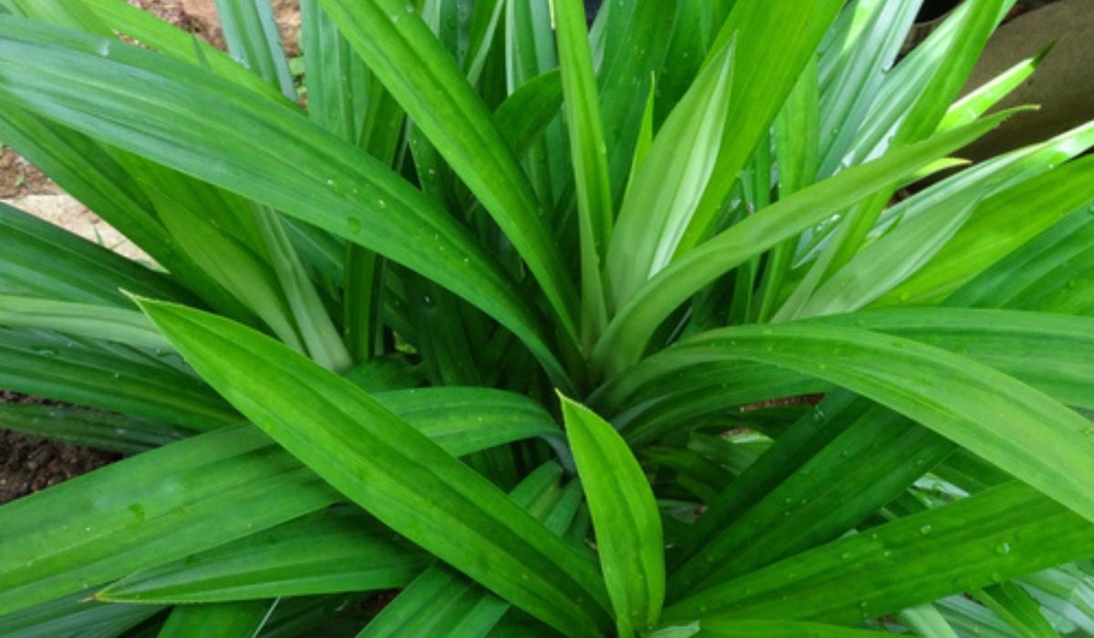 Screw Pine: Types, How to Grow and Maintenance in 2023