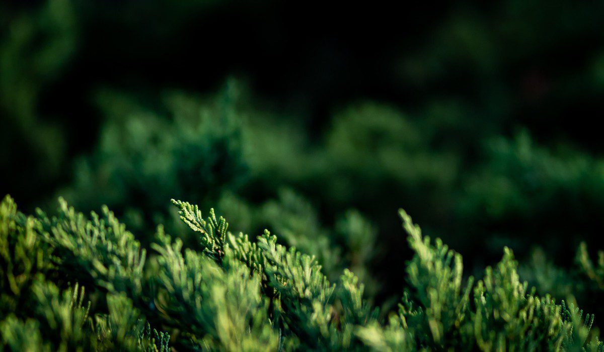 Shrub plants How to grow and care for shrubs at home?