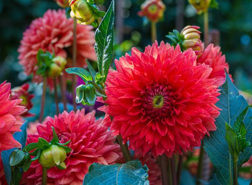 How to grow Dahlia plant?