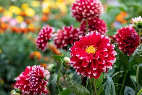 How to grow Dahlia plant?