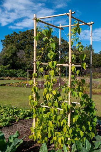 What is Trellis and Benefits of Growing Plants on it in 2023