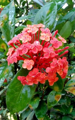 Plant Ixora Chinensis to enhance the beauty of your garden