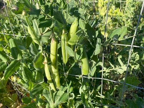 Pea to plant, grow and for