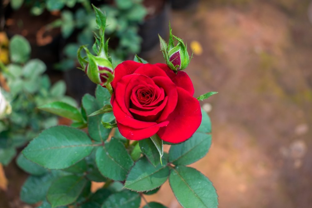 Top 10 beautiful red flowers for your garden