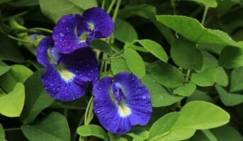 Clitoria Ternatea: All about Blue Pea & Butterfuly Pea