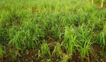 Soil Erosion: Causes, impact and prevention