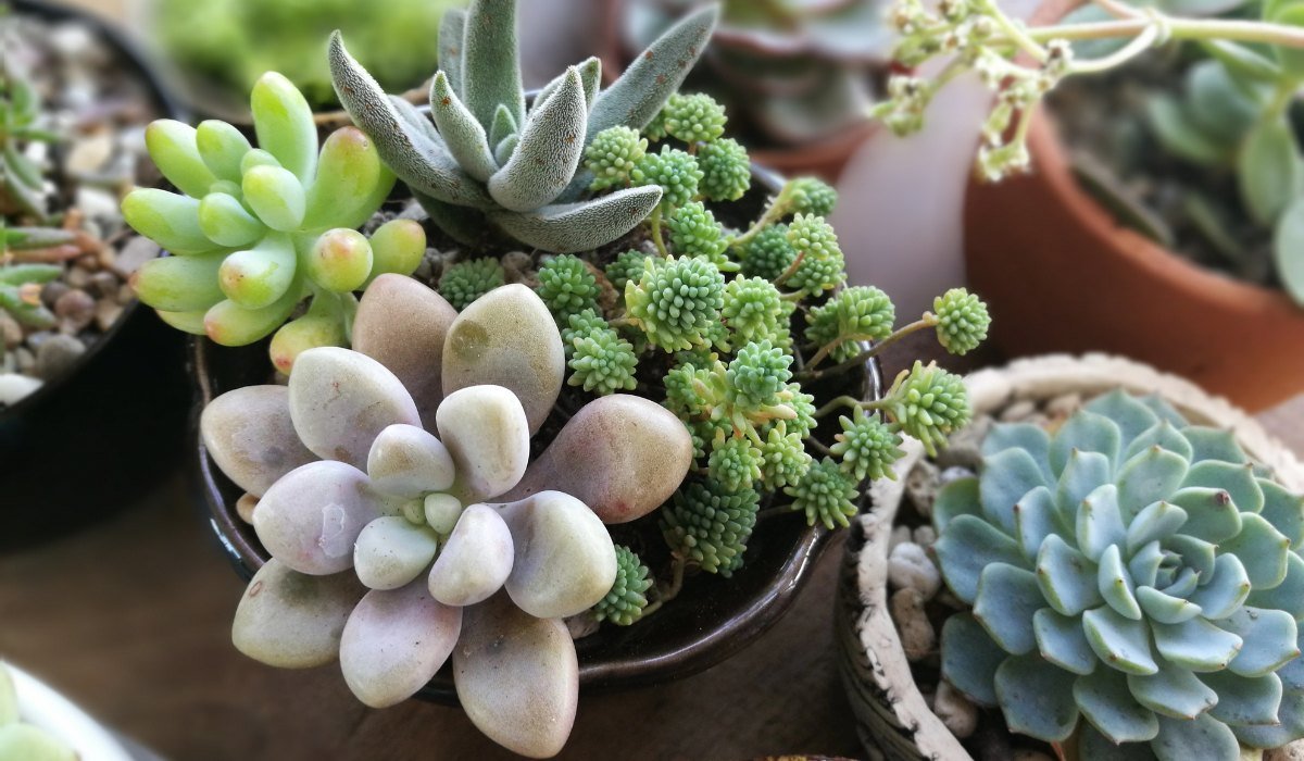 Succulent Plants Types Care Tips And Benefits