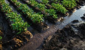 Surface irrigation: Types, advantages, and disadvantages