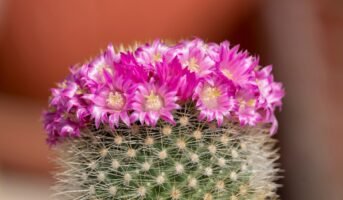 Popular thorny plants you can grow at home