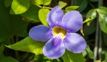 Thunbergia Grandiflora: Facts, How To Grow, and Care
