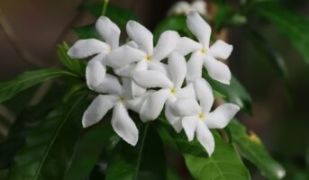 Chandni flower: How to grow and care for Togor flower?
