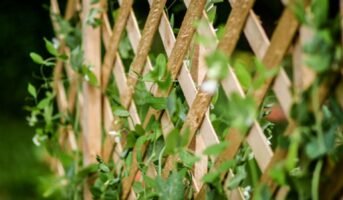 What is Trellis and Benefits of Growing Plants on it in 2023
