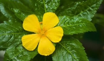 Turnera Ulmifolia: How to grow and care for it?
