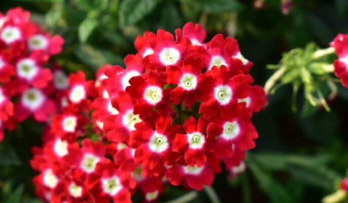 Verbena hybrida: Bring the garden verbena’s radiance to your home