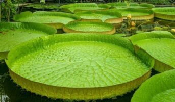 How to grow and care for Giant Water Lily?