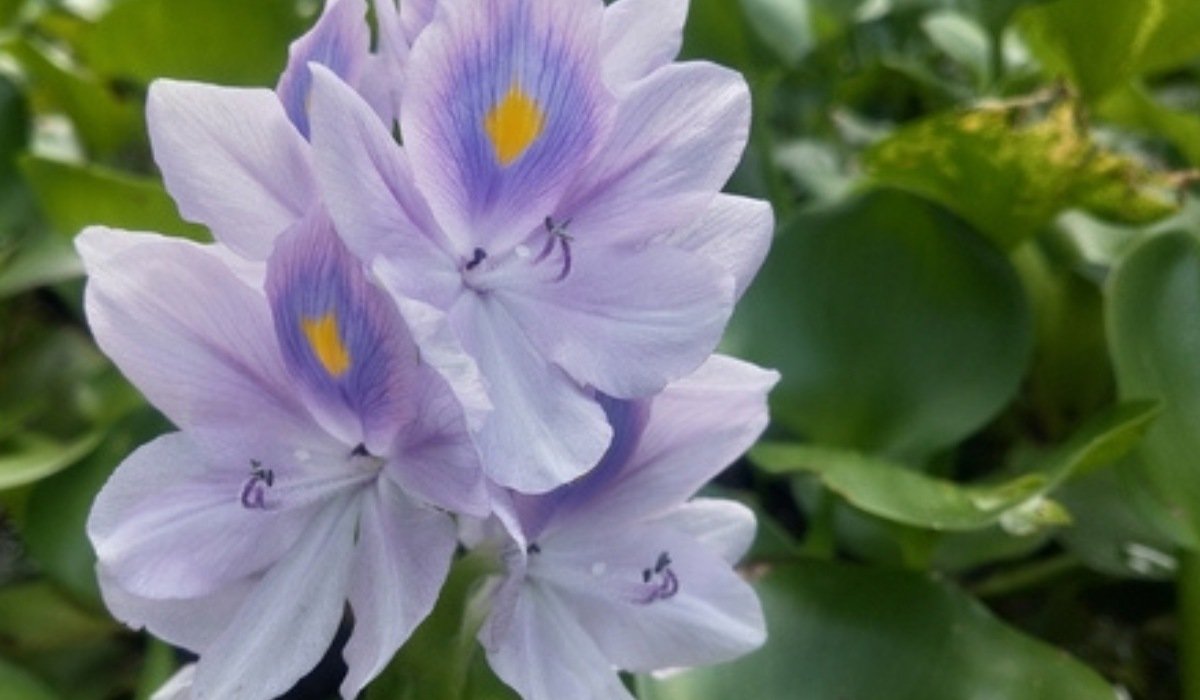 research about water hyacinth