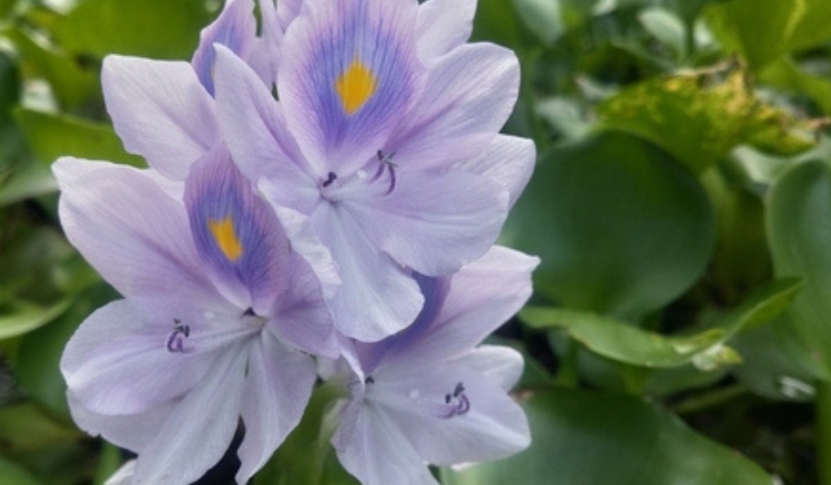 Water Hyacinth Benefits For Fish