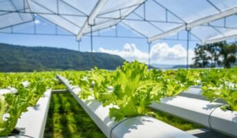 Hydroponics: Meaning, types, advantages and disadvantages