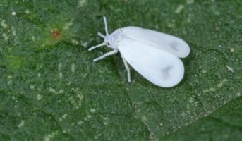 White Fly: Identification, Life cycle, How to Control?